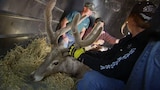 Animal Relocator