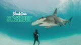 SharkCam Stakeout