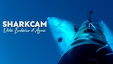 Sharkcam: Vida Embaixo d'Água