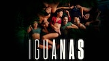Iguanas