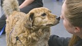 Mission Paw-ssible?