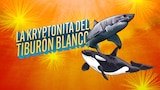 La kryptonita del tiburón blanco