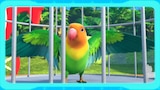 Mission: Lovebirds Rescue