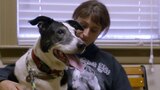 Pit Bulls and Parolees: Kindness of Strangers