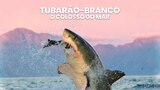 Tubarão-branco: O Colosso do Mar