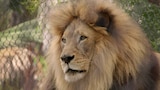 A Lion's Tale