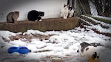 Gotham Feral Cats