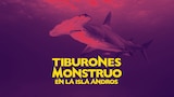 Tiburones monstruo en la isla Andros