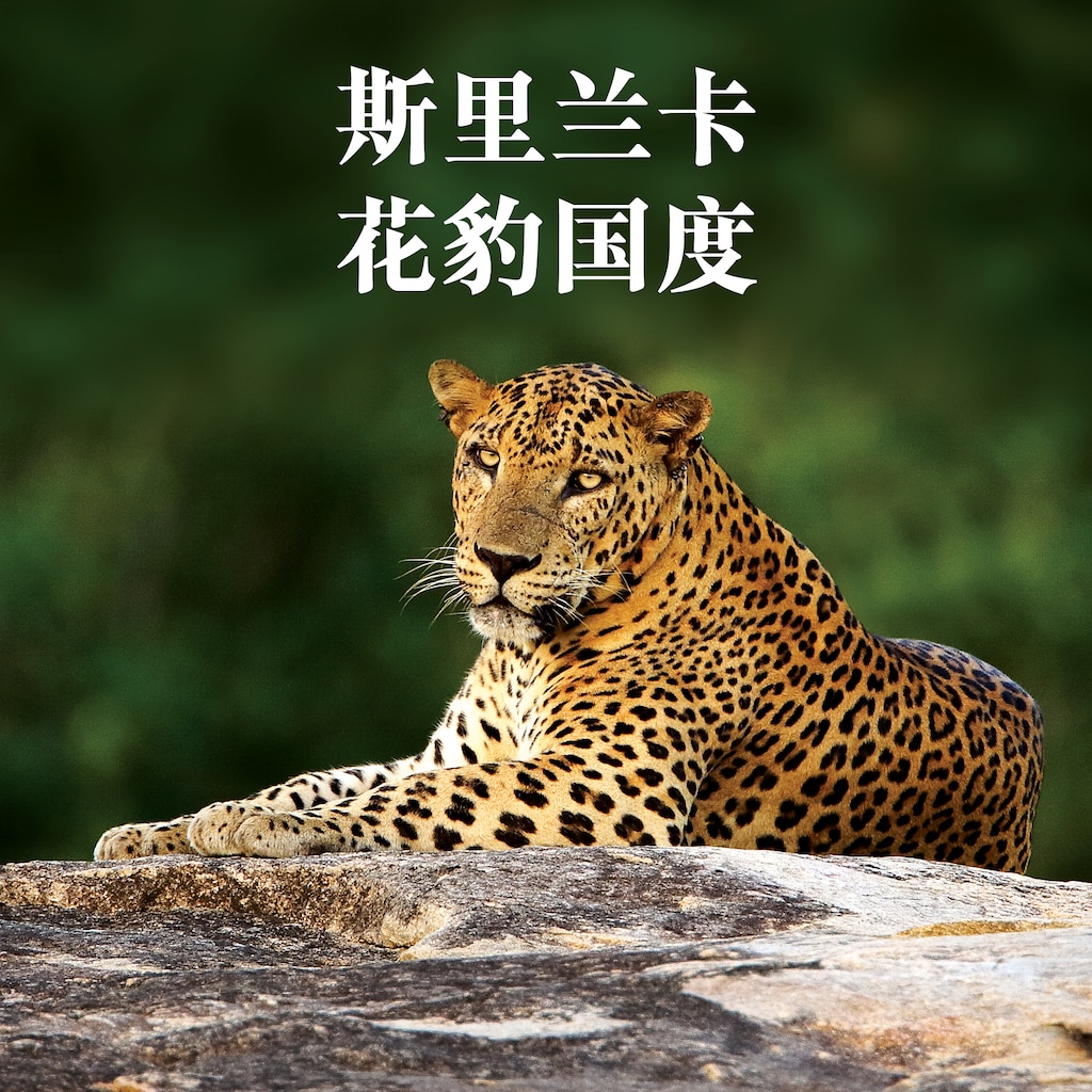 斯里兰卡：雅拉的花豹