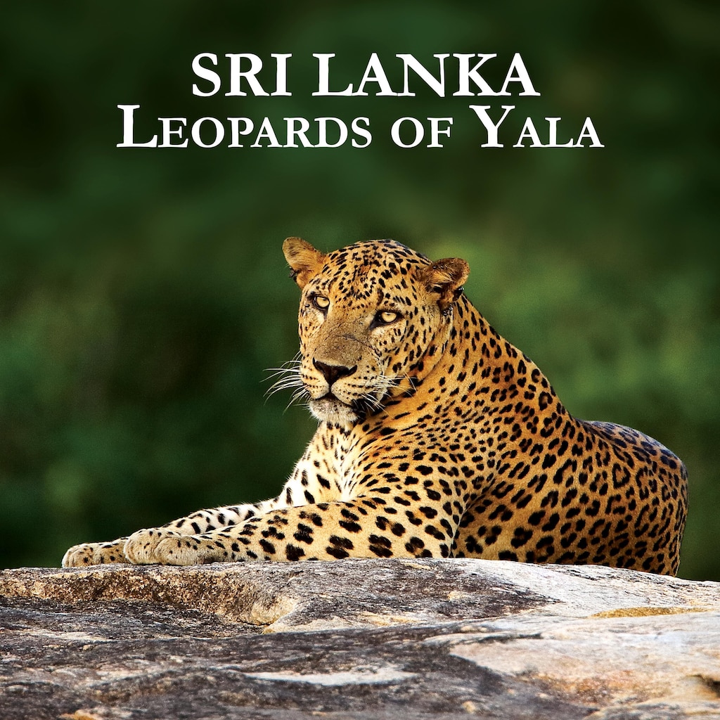 Sri Lanka - Leopards Of Yala