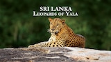 Sri Lanka - Leopards Of Yala