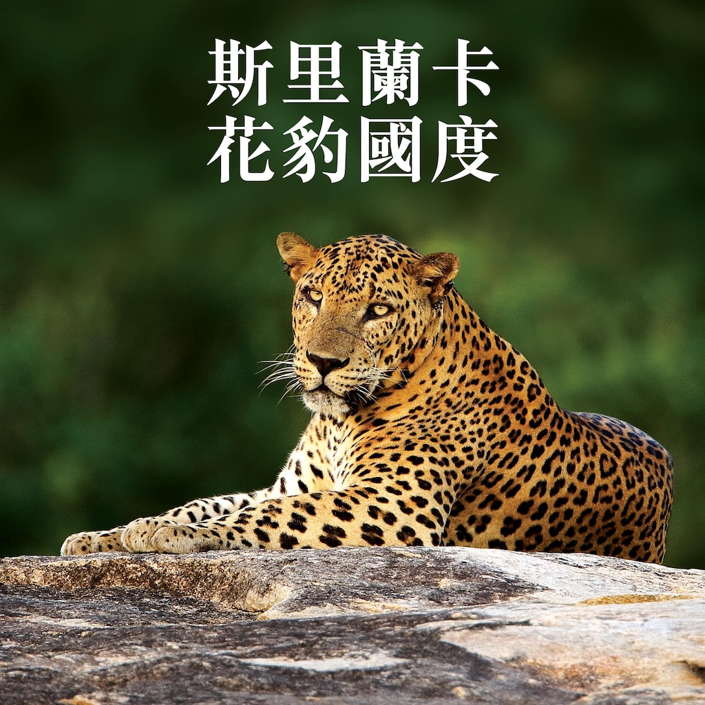 斯里蘭卡：雅拉的花豹