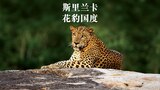 斯里兰卡：雅拉的花豹