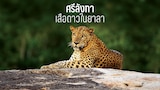 ศรีลังกา - เสือดาวในยาลา
