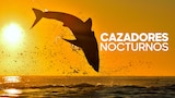 Cazadores nocturnos