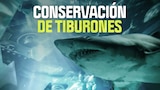 Conservación de tiburones