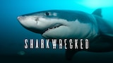 Sharkwrecked