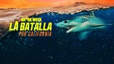 Shark Week: la batalla por California