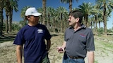 Date Palm Pollenator