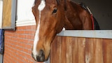 Flying Horses, Chess Sets