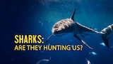 Sharks: Are They Hunting Us?