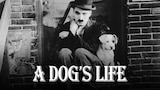 A Dog's Life