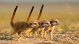 Meerkats
