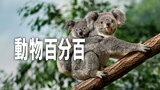 動物百分百