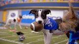 Puppy Bowl XVI