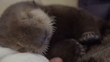 Pequeña nutria rescatada