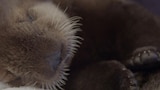 Baby Otter Rescue