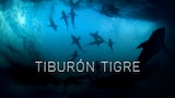 Tiburón tigre