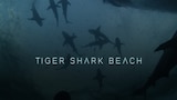 Tiger Beach