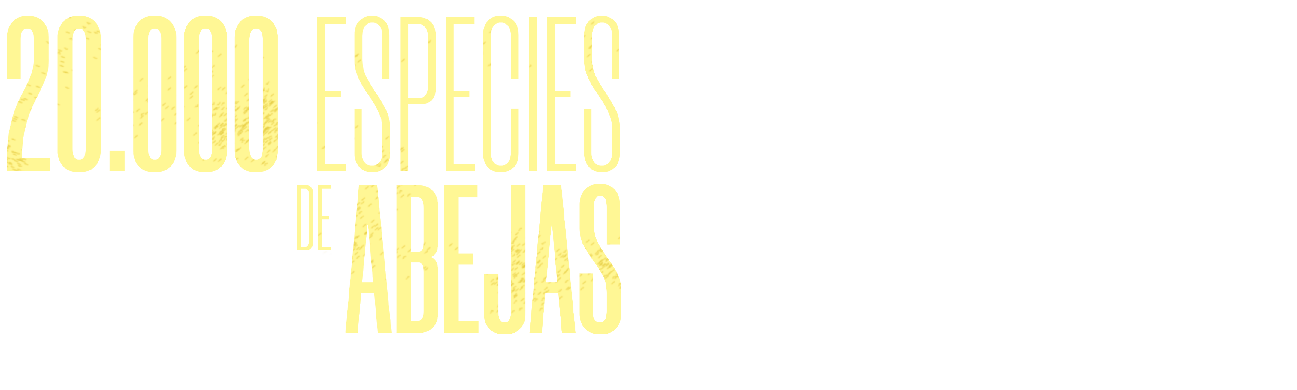 20,000 Especies De Abejas