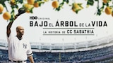 Bajo el Árbol de Toronjas: La Historia de CC Sabathia