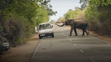 Elephant vs. Man