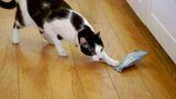 Lucifer the Cat