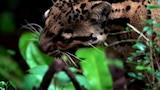 Formosan Clouded Leopard