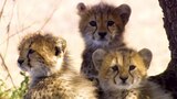 野生貓科寶寶
