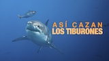 Así cazan los tiburones