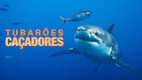 Tubarões Caçadores