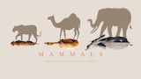 Mammals