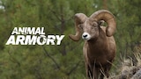 Animal Armory
