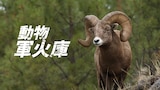動物軍火庫