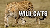 Wild Cats