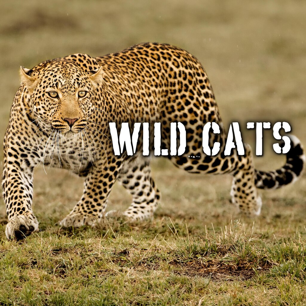 Wild Cats