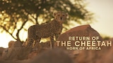Return of the Cheetah: Horn of Africa