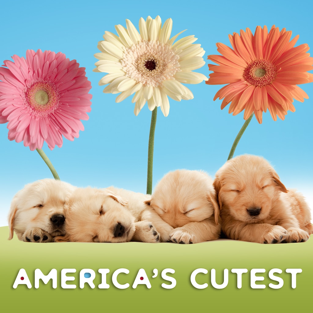 America's Cutest
