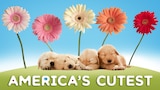 America's Cutest