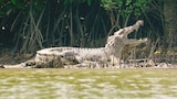 Saltwater Crocodile